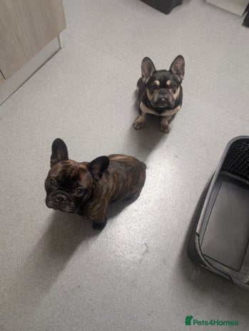 French Bulldog dogs - Advert 16