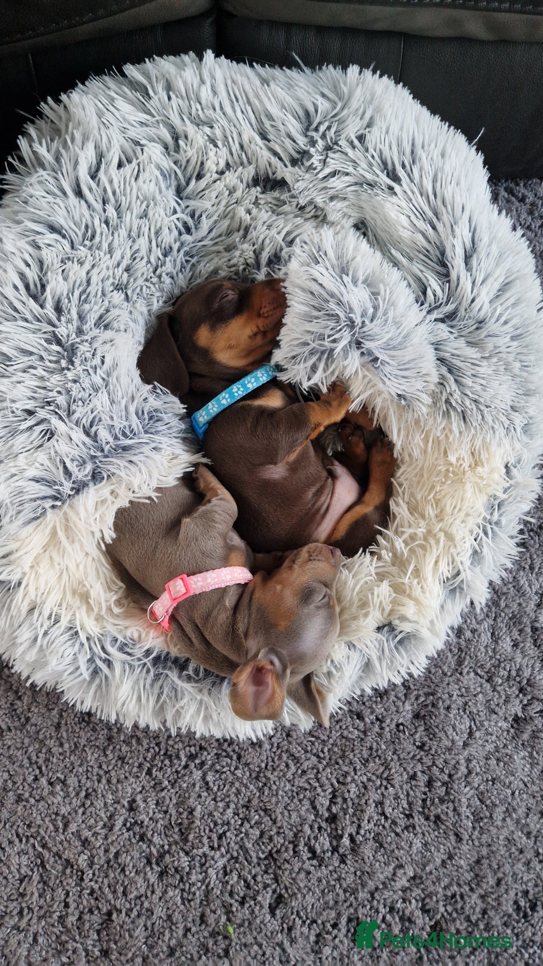 Miniature Dachshund dogs for sale: 1 beautiful kc puppy left ready 25/12/25 - Advert 16