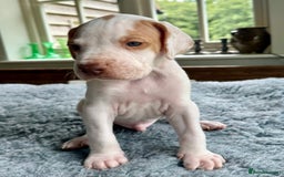 Pointer dogs for sale: KC reg Pointer Puppies - Image 34