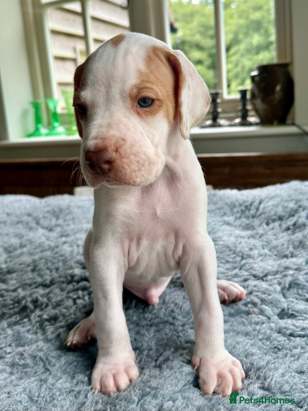 Pointer dogs for sale: KC reg Pointer Puppies - Image 34