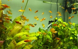 Swordtails fish for sale: Swordtails for sale - Image 1