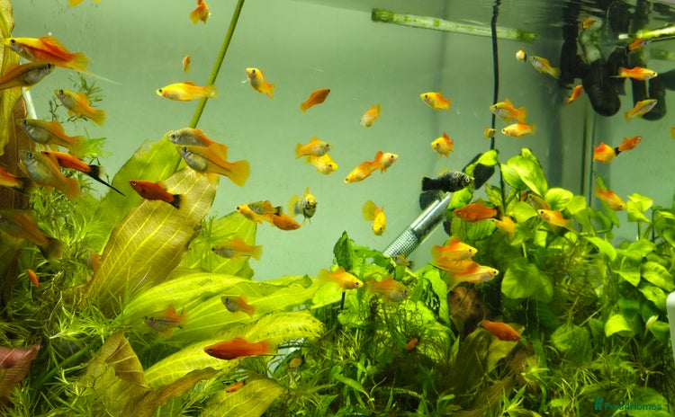 Swordtails fish - Advert 1