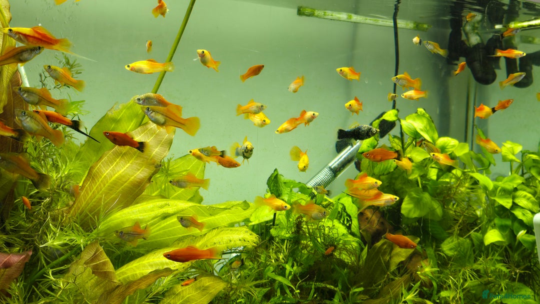 Swordtails fish for sale: Swordtails for sale - Image 1
