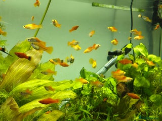 Swordtails fish - Advert 19
