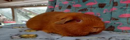 Guinea Pig rodents for sale: Young Adult Teddy Sow/Retired Young Adults  - Advert 14
