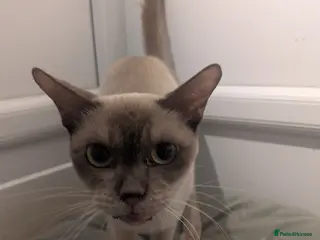 Burmese cats Chocolate Burmese Female - Advert 3