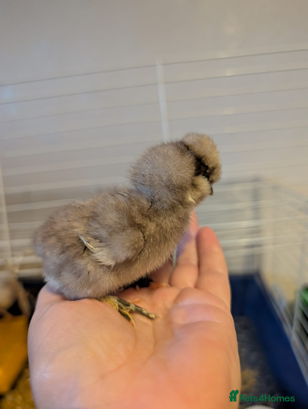 Chickens poultry for sale: Mixed breed chicks and Silkies - Image 2