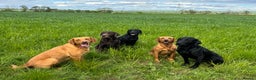 Mixed Breed poultry for sale: 🐶 KC Registered Fox Red Labrador Puppies 🐶 - Advert 9