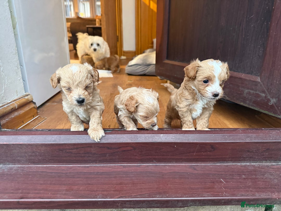 Maltipoo dogs for sale: Real life teddy bear f1 Maltipoos ❤️💥 - Image 16