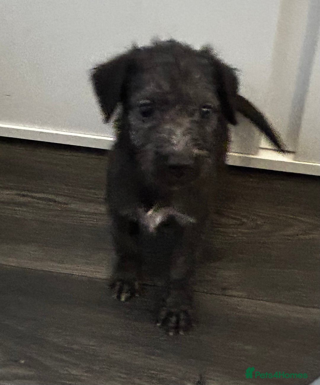 Mixed Breed dogs for sale: Beddlington x Whippet - Image 5