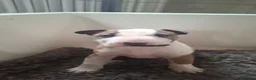 Bull Terrier dogs for sale: Quality Bull Terrier Puppies - Advert 4
