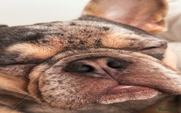 French Bulldog dogs for sale: french bulldog  - Image 9