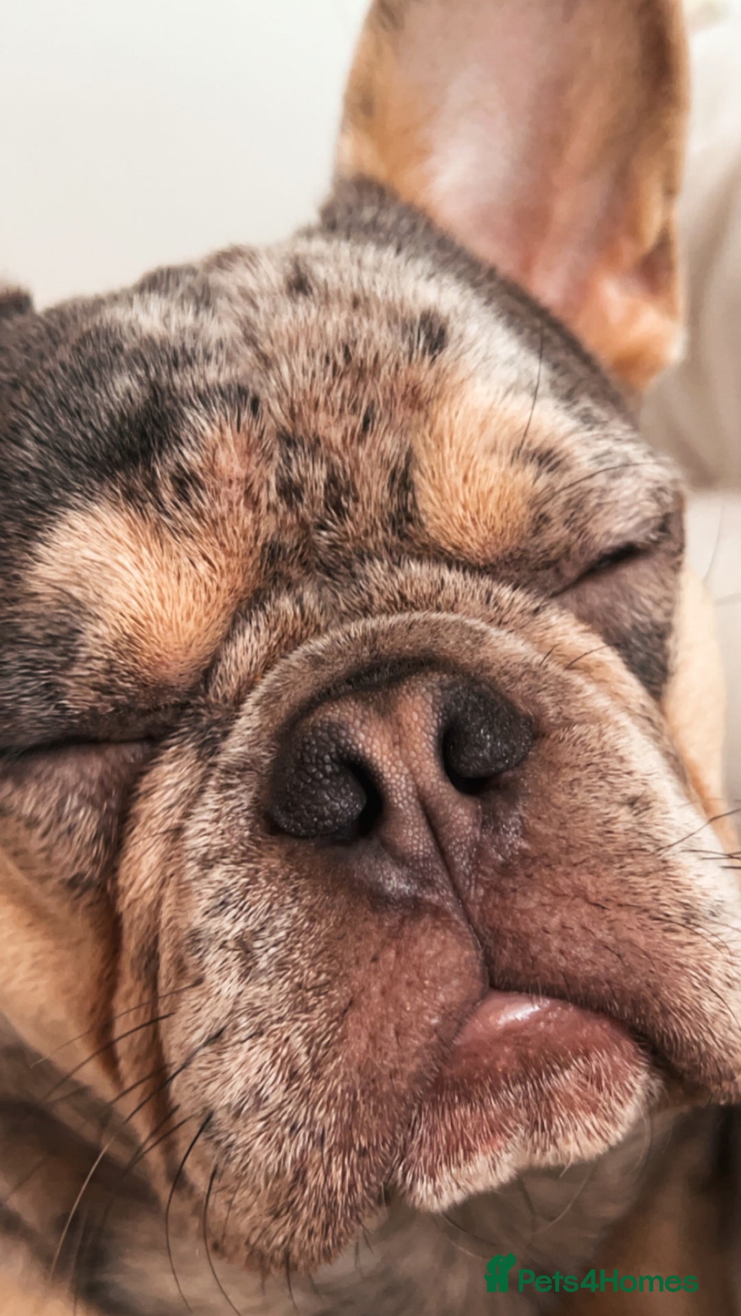 French Bulldog dogs for sale: french bulldog  - Image 9