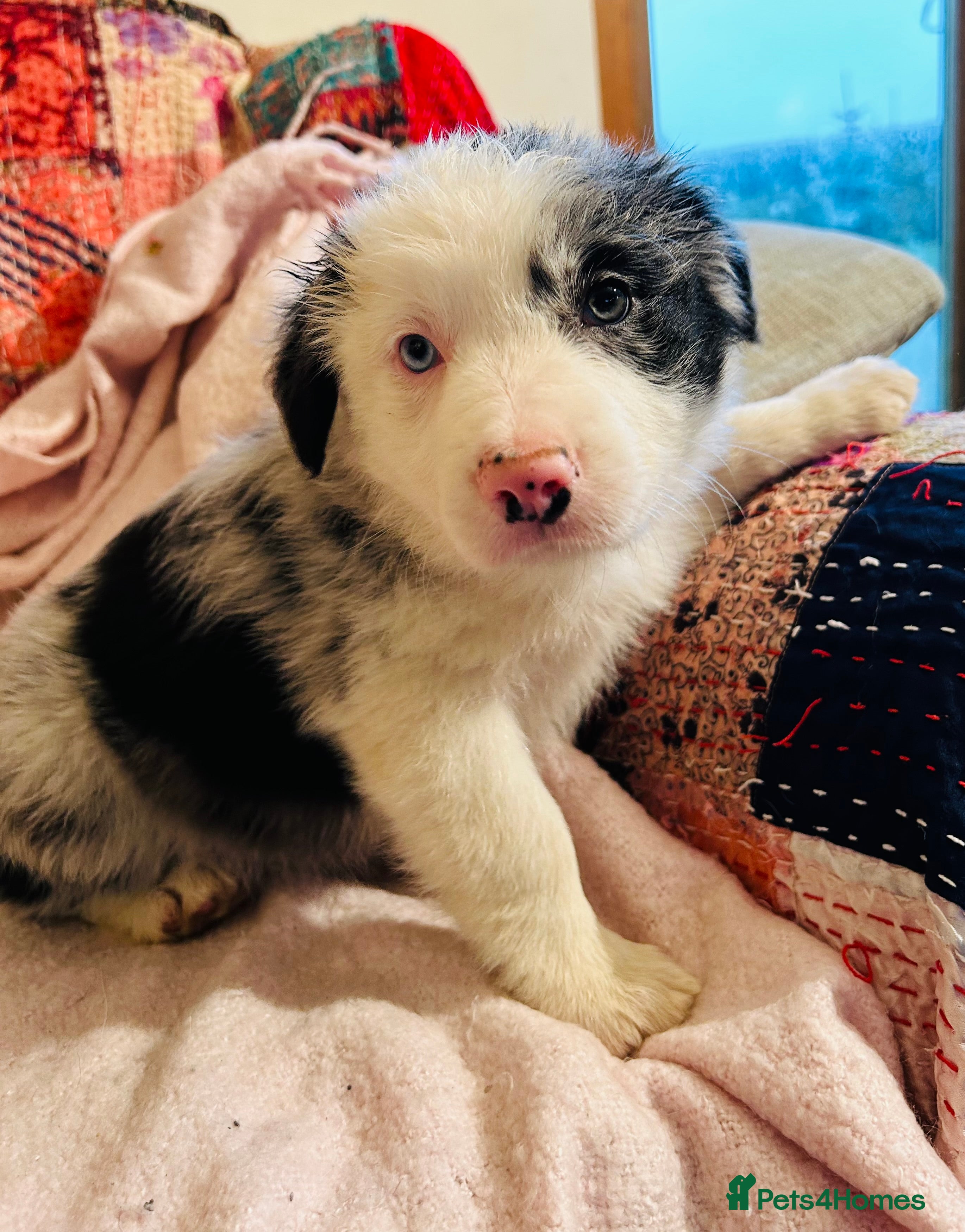 Border Collie dogs BEAUTIFUL BLUE MERLE BORDER COLLIE PUPS - Advert 2