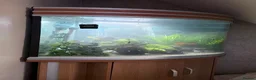 Plecos fish for sale: bristlenose plecos in Rochdale - Advert 5