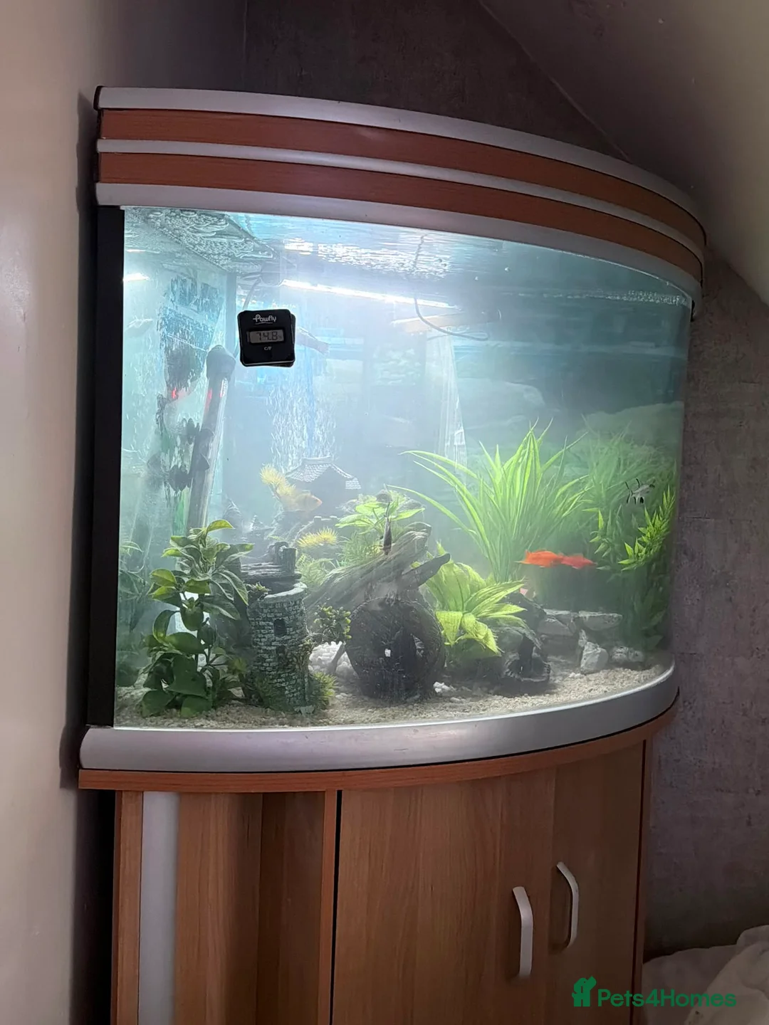 Plecos fish for sale: bristlenose plecos in Rochdale - Advert 5