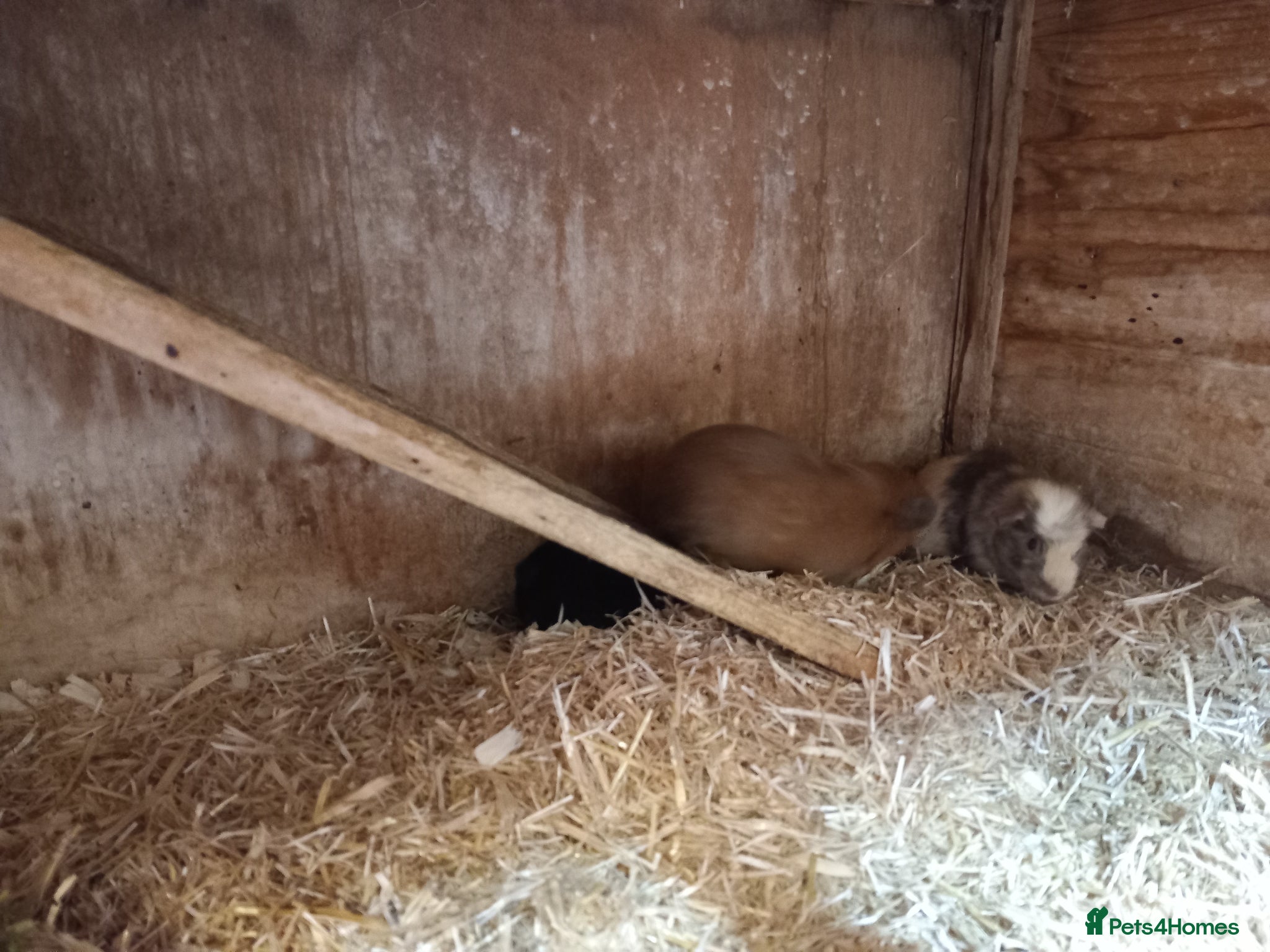 Guinea Pig rodents for sale: Baby guinea pigs for sale  - Advert 8