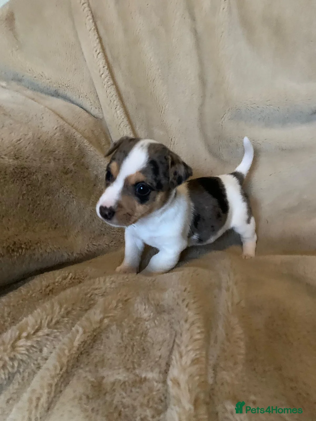 Jack Russell dogs for sale: Exceptional unusual coloured mini JR puppies - Advert 8