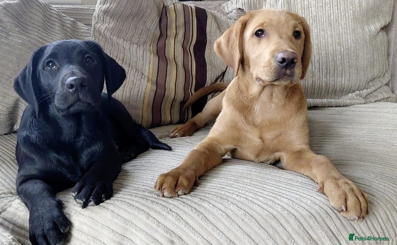 Labrador Retriever dogs Two Beautiful Labrador girls READY NOW - Advert 4