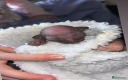 Sphynx cats for sale: Canadian Sphyx kittens - Image 6