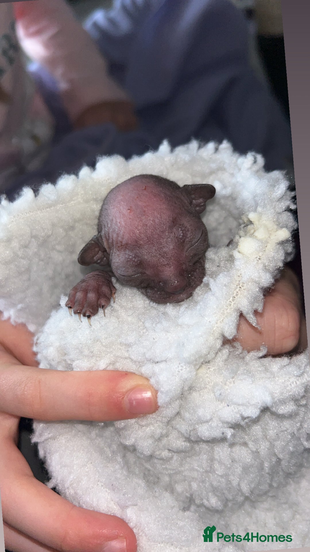 Sphynx cats for sale: Canadian Sphyx kittens - Image 6