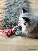 Ragdoll cats Stunning Ragdoll kittens available now - Advert 4