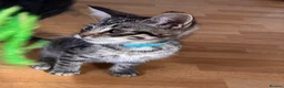 Mixed Breed cats for sale:  Kittens - Advert 27