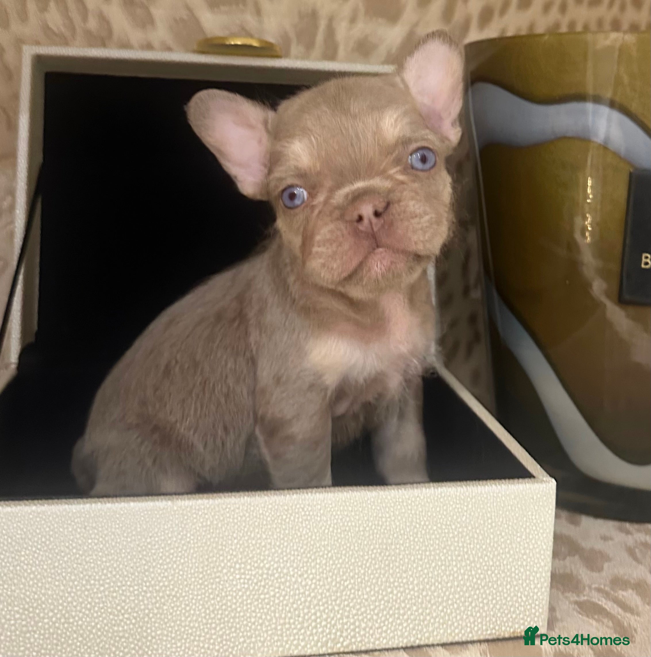 French Bulldog dogs Male puppy French bulldog  - Advert 1