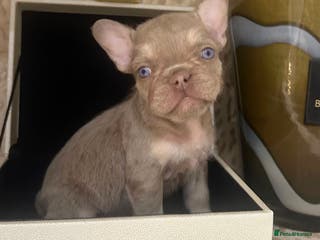 French Bulldog dogs Male puppy French bulldog - Advert 1