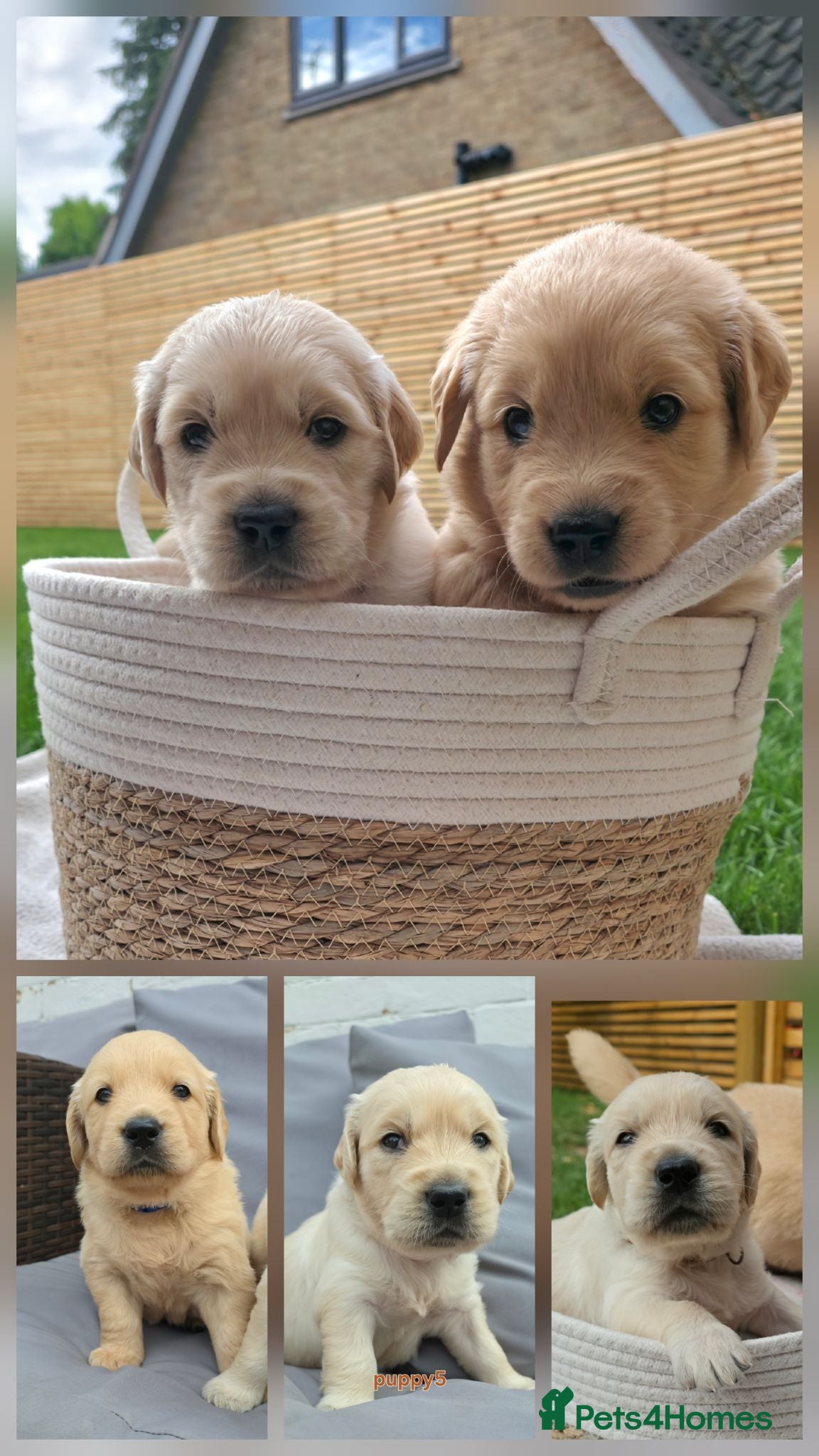 Golden Retriever dogs 5* Golden Retriver puppies - Advert 1