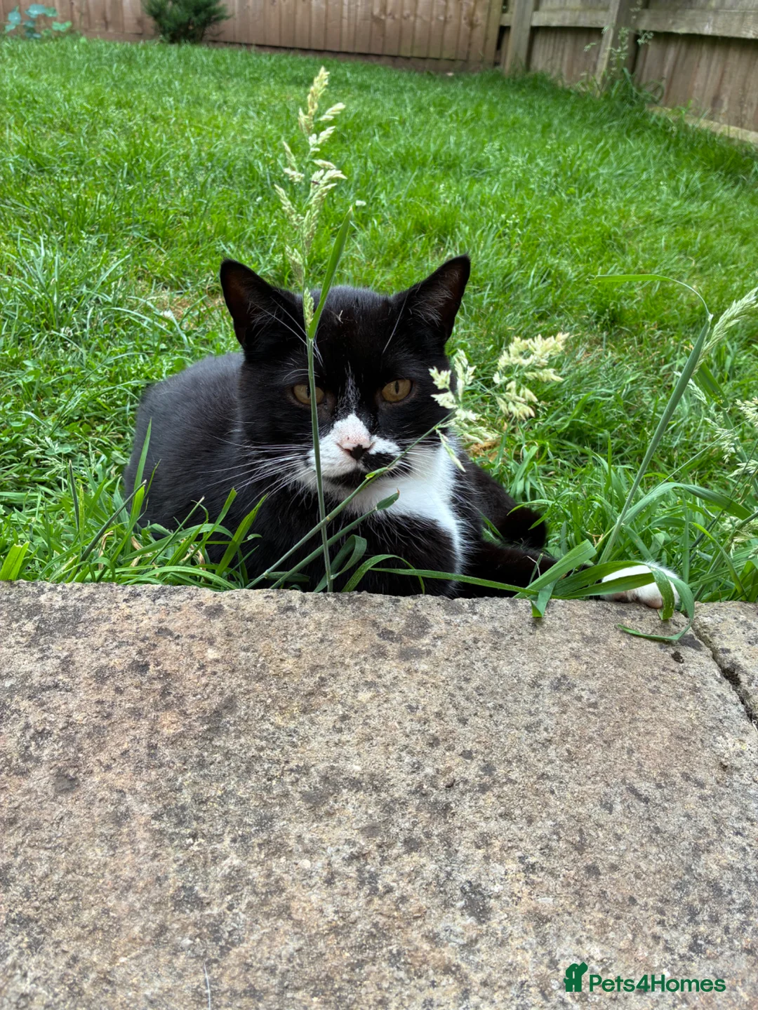 British Shorthair cats for sale: Black and white male 8 years old in Nottingham - Advert 1