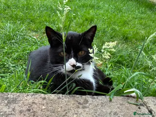 British Shorthair cats Black and white male 8 years old - Advert 3
