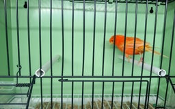 Canaries birds for sale: Canaries  - Image 27