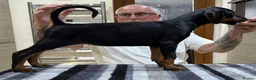 Dobermann dogs for sale: Top Quality Dobermann Puppies Available - Advert 8