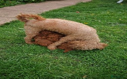 Toy Poodle dogs for sale: ✨ Gorgeous Toy Poodle Puppy – Ready Now ✨ - Advert 1