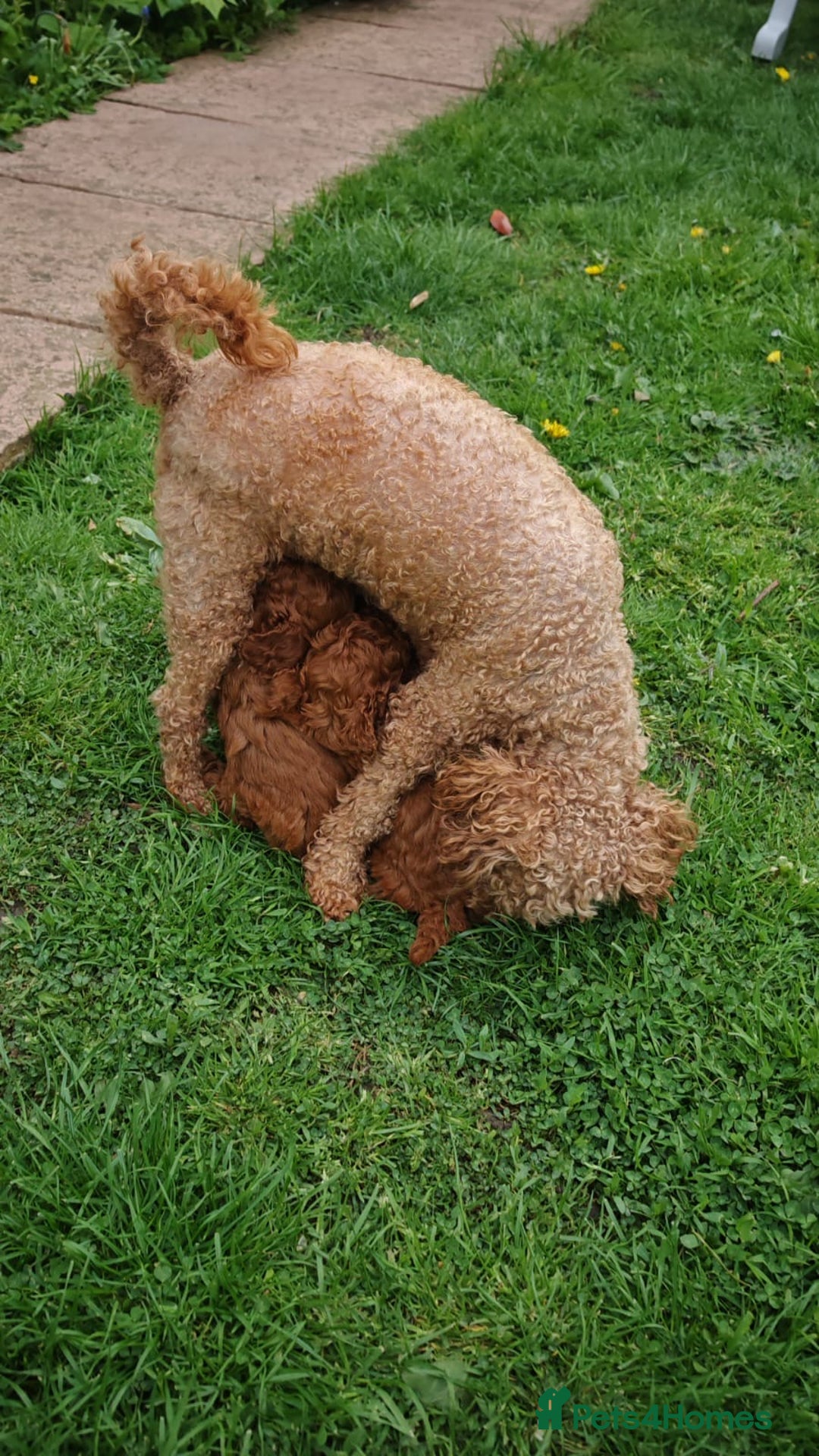 Toy Poodle dogs for sale: ✨ Gorgeous Toy Poodle Puppy – Ready Now ✨ - Advert 1