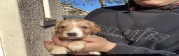 Cocker Spaniel dogs for sale: STUNNING COCKER SPANIEL PUPS  - Advert 6
