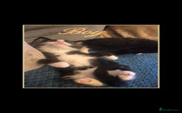 Mixed Breed cats for sale: 😻 Cute kittens. 1 tabby 1 black & 3 black & white - Image 3