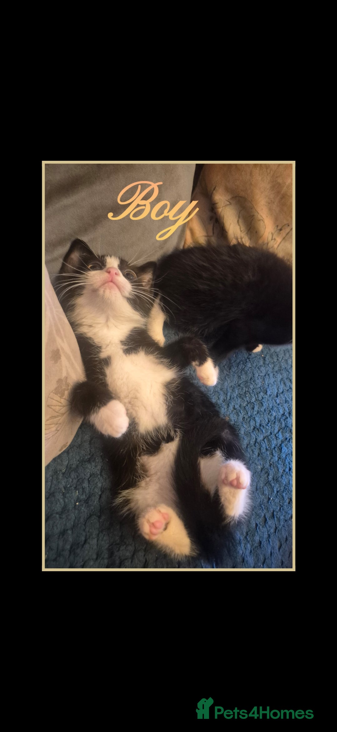 Mixed Breed cats for sale: 😻 Cute kittens. 1 tabby 1 black & 3 black & white - Image 3