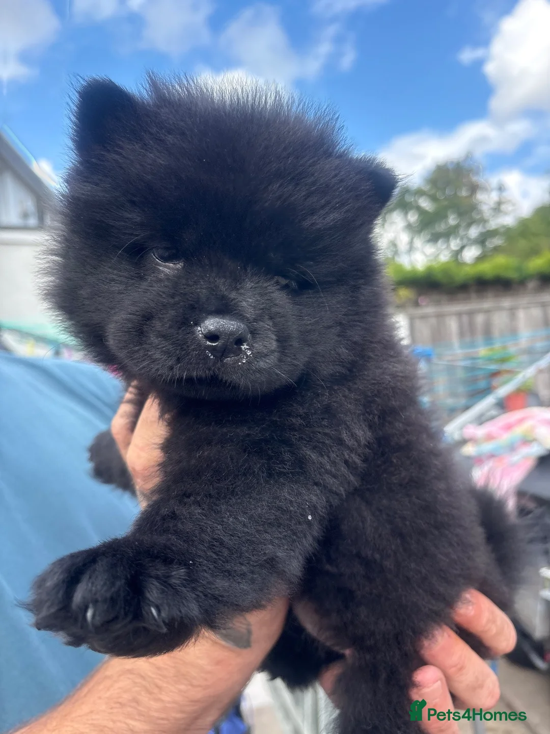 Chow Chow dogs for sale: Chow pups ready now - Advert 16