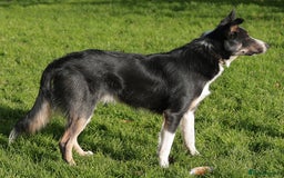 Border Collie dogs for sale: Gorgeous Male Border Collie - Advert 3