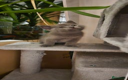 Scottish Fold cats for sale: Last 2 Scottish straight kittens  - Image 14