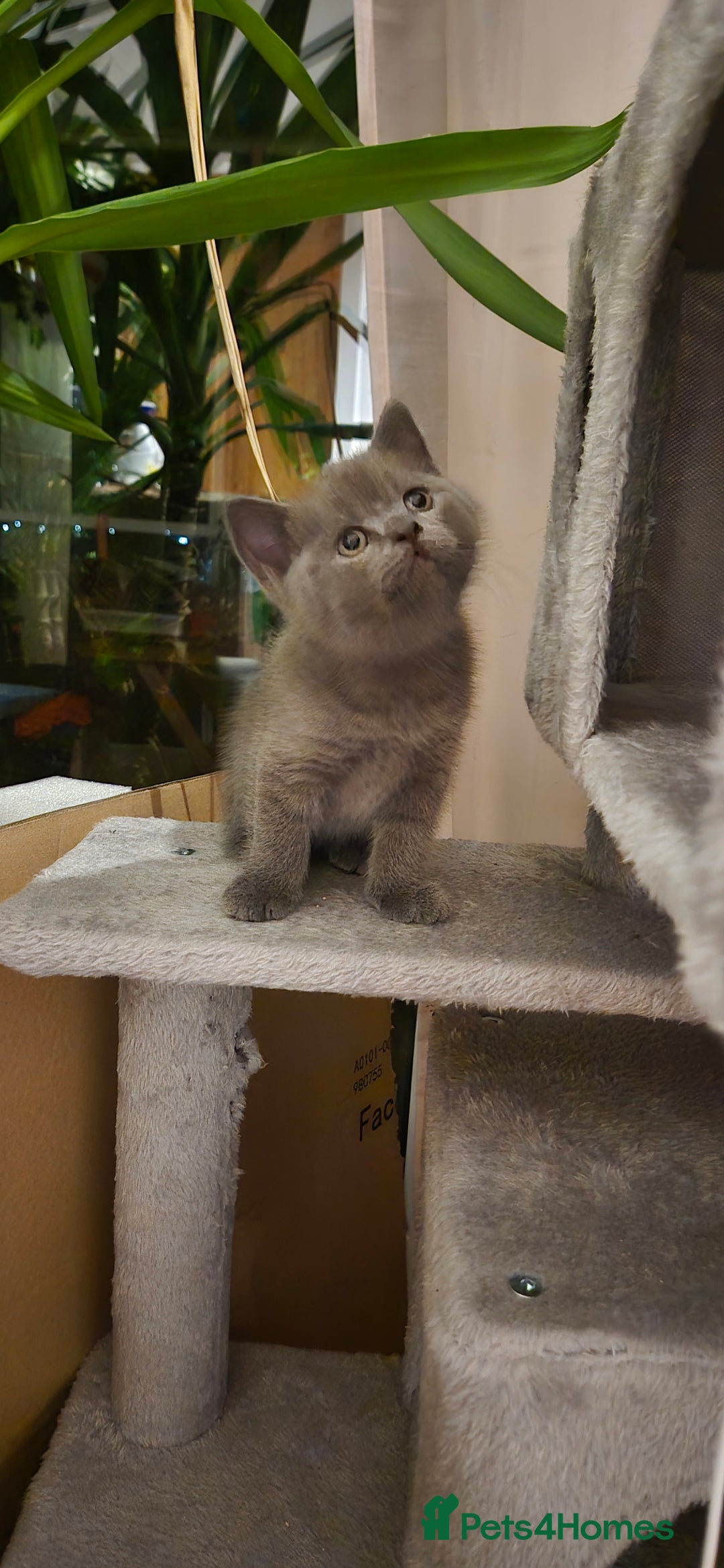 Scottish Fold cats for sale: Last 2 Scottish straight kittens  - Image 14