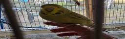 Budgerigars birds for sale: Colourful Budgies Healthy Social and Ready to Fly! - Advert 3
