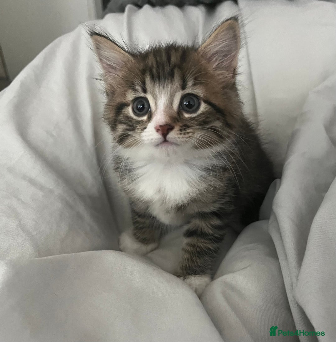 Mixed Breed cats for sale: 3 Healthy, Playful Kittens  - Image 20