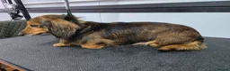 Miniature Dachshund dogs for sale: miniature dachshund long haired female - Advert 4