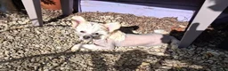 Chinese Crested dogs for sale: Chinese Crested HHL Dog Puppy - Advert 1