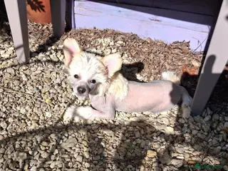 Chinese Crested dogs Chinese Crested HHL Dog Puppy - Advert 3