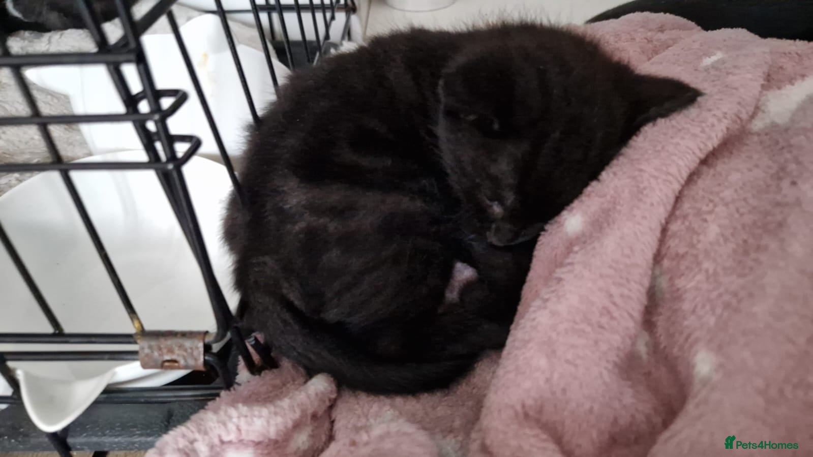 Mixed Breed cats Kittens - Advert 4