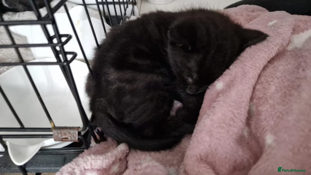 Mixed Breed cats for sale: Kittens in Shepperton - Advert 1